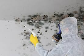 Best Black Mold Removal  in Midland City, AL